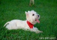 可爱的宠物狗，有它们陪伴你生活更美好，喜爱就养一只