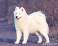 铲屎官们拍摄的小奶狗照片，确定不需要收藏一下吗？