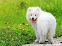 狗狗的几张可爱写真照片，确定不需要收藏一下吗？