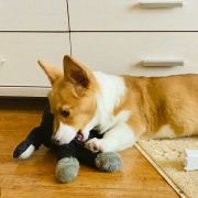 #宠物狗狗##萌宠#...