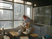 都市咖啡馆内养起猫猫狗狗，看似“治愈”实则“致郁”？