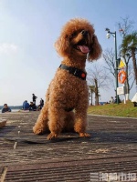 和狗狗同室喝咖啡，你能接受吗？