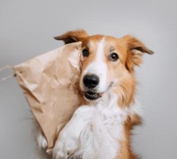 狗狗能给我们的生活带来什么乐趣