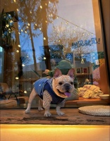 北京宠物友好店铺｜咖啡馆篇