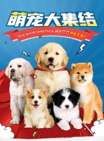 包头宠物狗电话