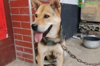 十大最好养的宠物品种狗