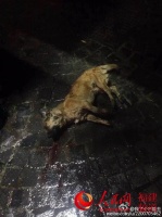 福州一男子将狗活活摔死 疑因女友宠物狗与被摔狗交配