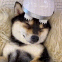 全球5亿人围观这只狗洗澡: 这福气给我,我要!