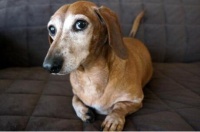 留学生因对宠物照料不周被捕 盘点各国养宠物的规定 养宠物要考虑哪些因素？