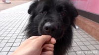 那只每天守在饭店门口，被宠物狗驱赶的流浪狗，终于有家了