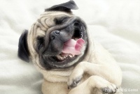 狗丢了怎么能快速找到狗职业寻宠人为你分享多年找猫找狗的经验