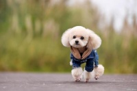 十大家养宠物犬排行榜，宠物狗排名前十！