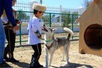 土库曼斯坦首家宠物旅馆开业