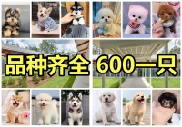 锦州宠物狗电话