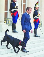 百姓茶余饭后趣谈 法国总统府宫狗传奇演不停