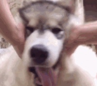 共享宠物狗来了！不想养了就退，网友却吵起来了……