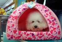 带狗狗旅游住宿怎么办？带狗狗旅游住宿攻略