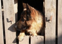 狗舍、狗场和宠物店有什么区别，宠物犬该在哪里买之狗舍篇