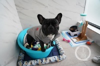 狗儿过年：住豪华“宠物旅馆”一天花销近200 还有专人24小时照顾