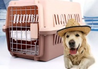 狗狗怎样才能托运到外地？