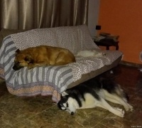 养哈士奇必备用品清单及日常护理注意事项