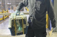 记者调查宠物托运市场：宠物托运那叫一个乱