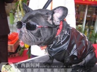 宠物狗同台竞艺迎“本命年”[组图]