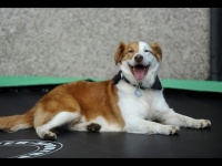 狗急跳墙：宠物狗借蹦床翻墙 翘家送主人上班