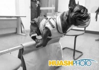 宠物狗大赛报名到18日