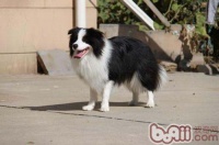 狗狗参赛的具体流程有哪些？