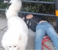 辽宁一男子突然晕倒宠物狗守护身边，看到有人来帮忙还上前感谢！