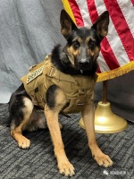 德牧警犬执勤时受枪伤生命垂危，医院的护士狗狗给它输血，救回一命！