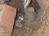 流浪狗刨土救出小奶猫，网友：这是狗狗侠