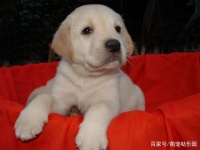 狗狗遇到突发情况怎么办？这几个宠物急救常识，让你不再慌张