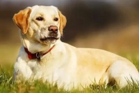 怎样救助落水的狗？