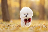 宠物狗的急救知识：紧急情况下的处理方法