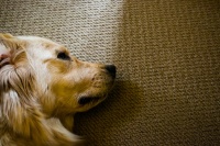 狗狗紧急情况急救法 教你怎样护理宠物狗