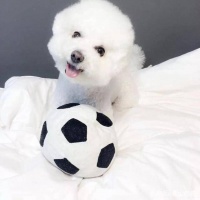 选择领养宠物狗，就要接受这些现实，网友评价：看似自然实则扎心