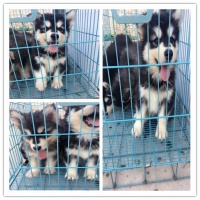 韶关宠物领养中心