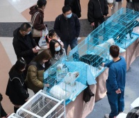 2024年了，想领养宠物的朋友注意了，别再想免费领养的好事了