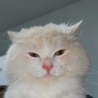 郴州宠物赠送/领养电话