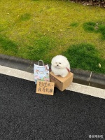 深圳哪里有宠物狗领养