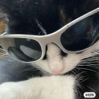 狗狗领养超话—新浪微博超话社区