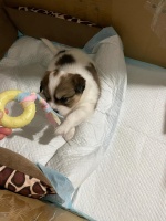 购买小狗或领养小狗到家后的流程 1⃣️