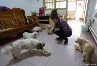 狗怎么给别人领养