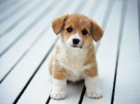 如何正确认识狗狗绝育