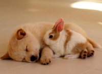 宠物狗绝育后如何护理伤口