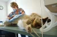 宠物专家：最好给狗狗绝育，可以减少很多不必要的疾病！