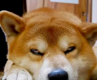 做标题党！一篇文章讲透狗狗绝育，养狗要不要绝育？