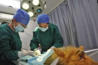 给狗狗“绝育”很残忍？这5点好处，其实这是在“救它”！